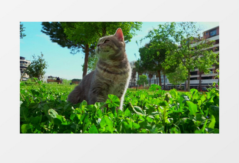 一只猫蹲坐在草地上四处张望实拍视频素材