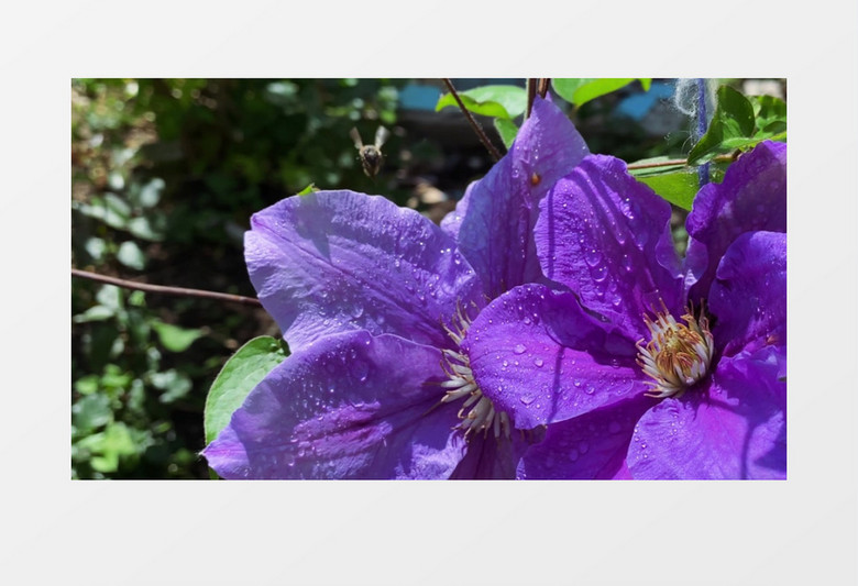 一只小蜜蜂在紫色的花朵上采蜜实拍视频素材