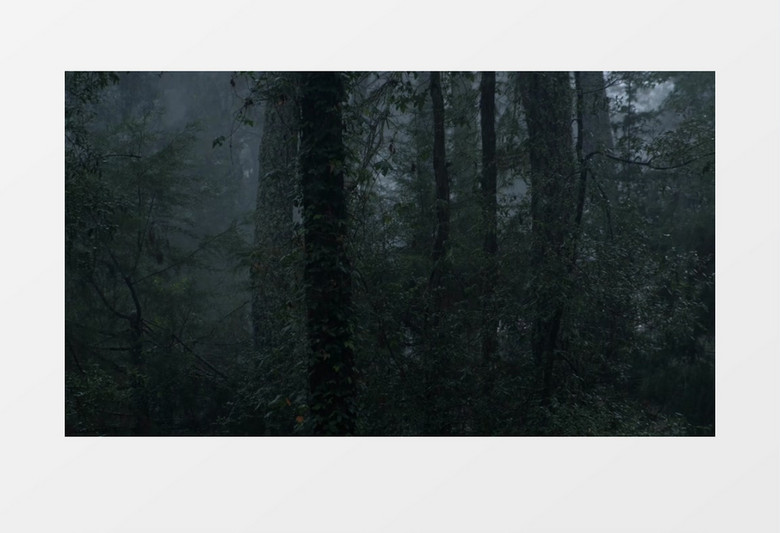 雨中幽深的丛林实拍视频素材