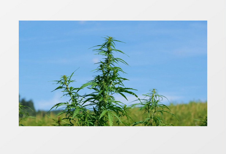 蓝天下随风飘动的树叶实拍视频素材