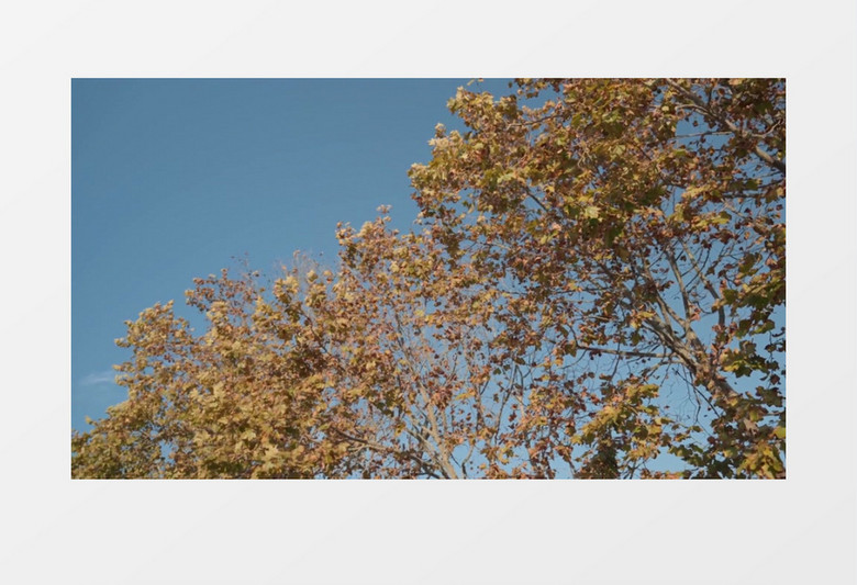 蓝天下秋季枯黄的树叶在摇曳实拍视频素材