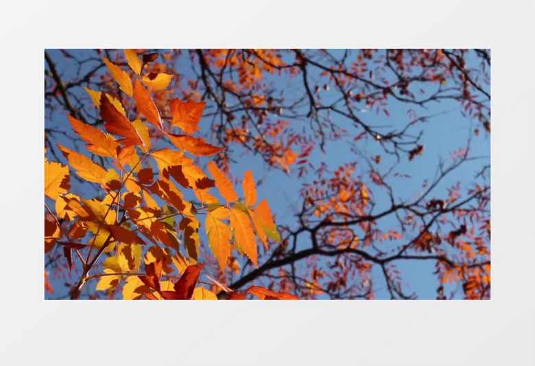 红色的树叶在蓝天下随风晃动实拍视频素材