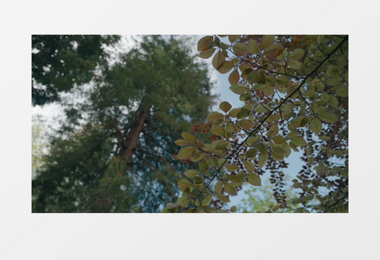 微微晃动的树叶实拍视频素材