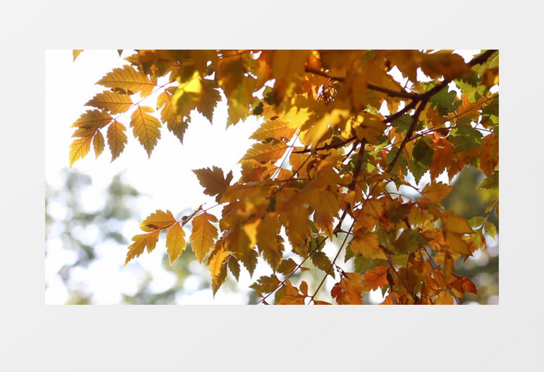 秋季泛黄的树叶在随风飘动实拍视频素材