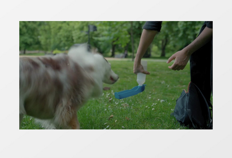狗主人在给小狗喂水实拍视频素材