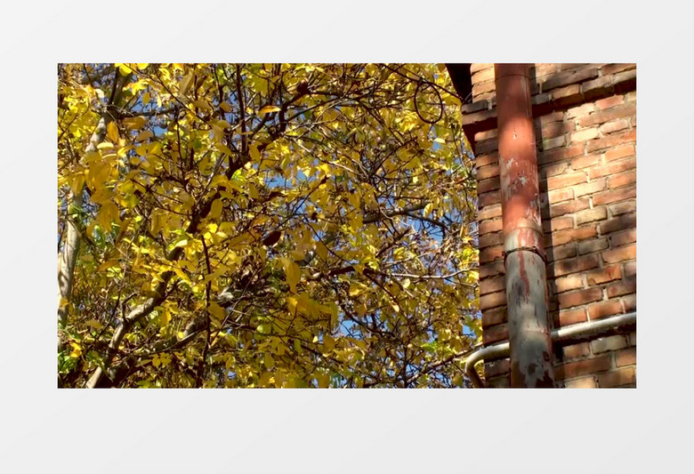 枯黄的树叶在风中晃动实拍视频素材