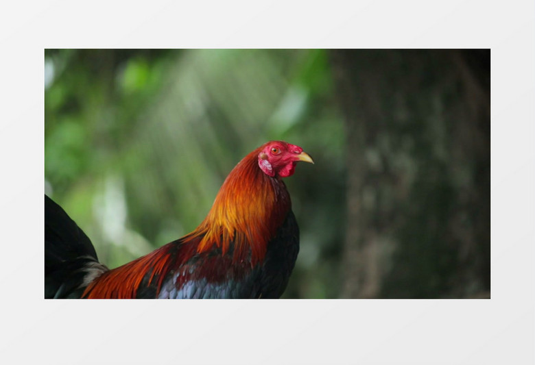 一只鸡在四处张望实拍视频素材