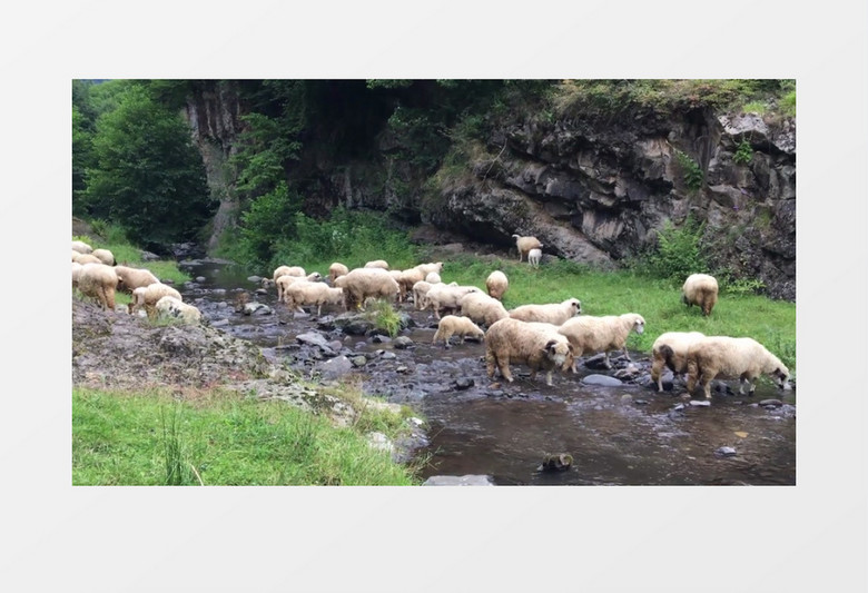 一群绵羊在山脚下喝水实拍视频素材