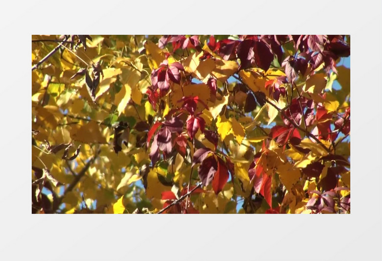 秋季逐渐变黄的枫叶实拍视频素材
