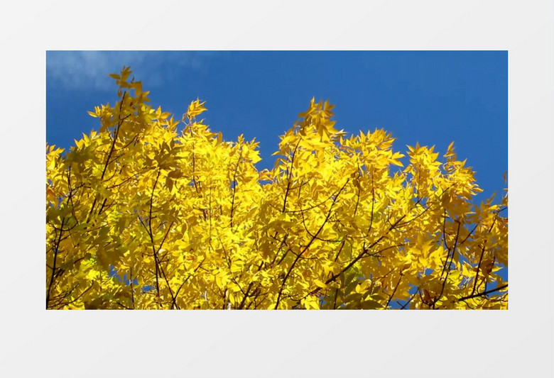 秋季变黄的枫叶在风中摇曳实拍视频素材