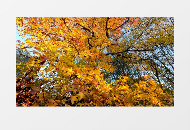 秋天变黄的树叶实拍视频素材