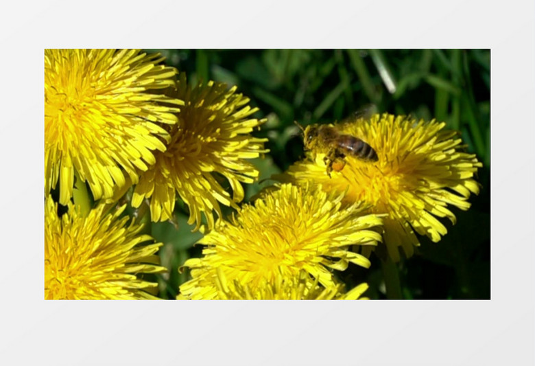 蜜蜂在菊花上方飞舞实拍视频素材