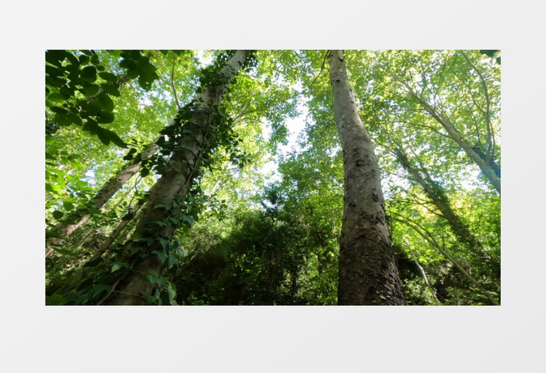 镜头旋转拍摄正午的丛林实拍视频素材