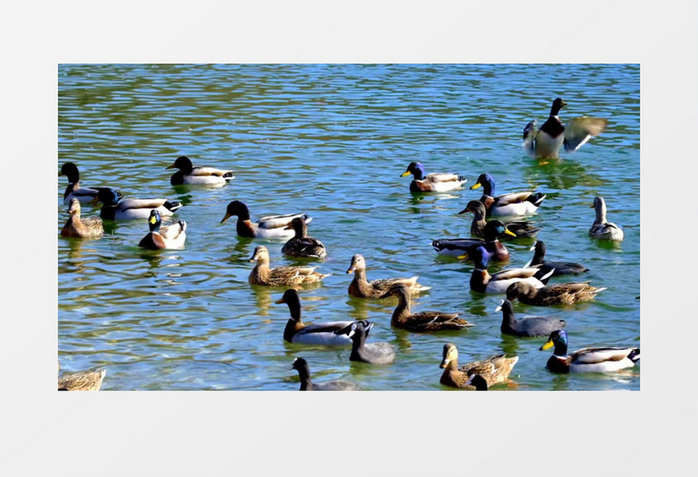 一群鸭子在水中游走实拍视频素材