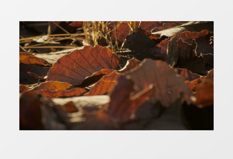 枯黄的树叶堆在地面上实拍视频素材