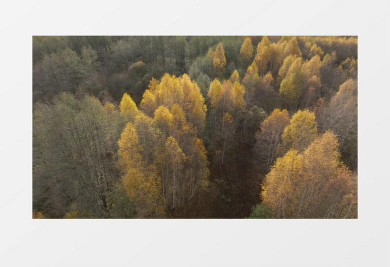 航拍秋季开始变黄落叶的树木实拍视频素材