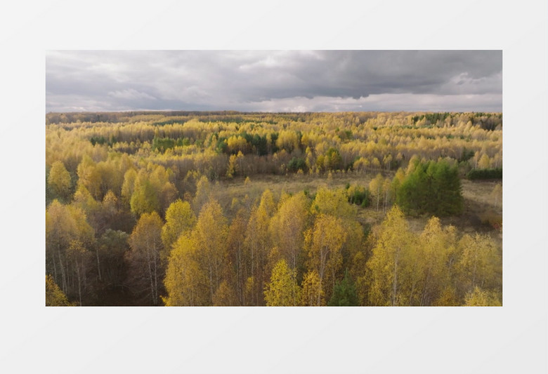 秋季树叶变黄的丛林实拍视频素材