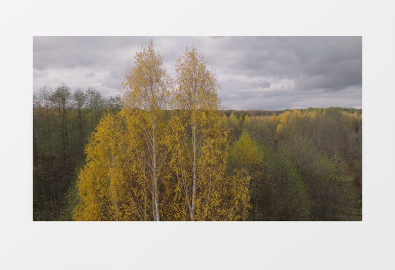 秋季树叶开始变黄的丛林实拍视频素材