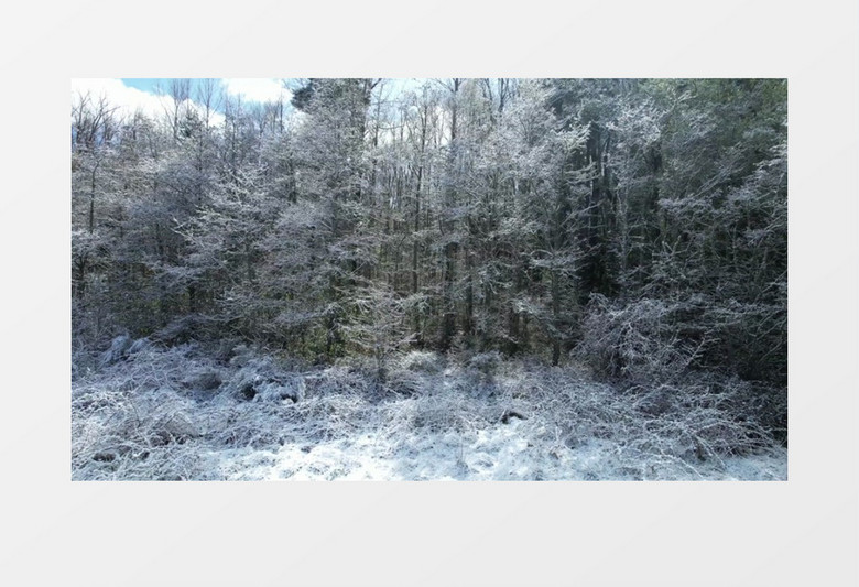 被冰霜覆盖的丛林实拍视频素材