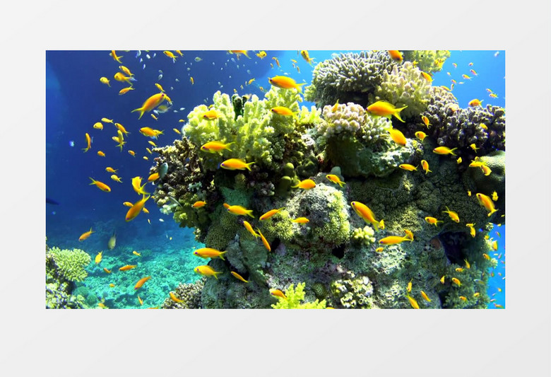 海底在珊瑚丛中穿梭的小鱼们实拍视频素材