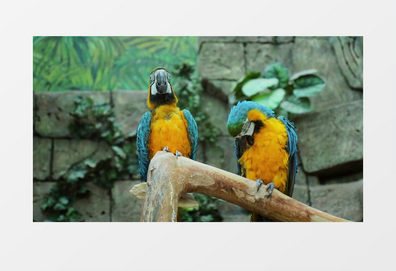 两只鹦鹉在整理羽毛实拍视频素材