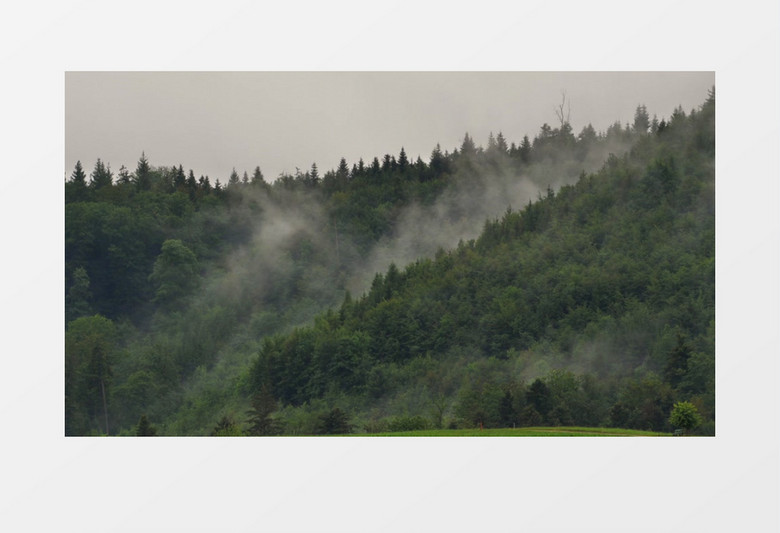 茂盛的丛林和山中升腾的雾气实拍视频素材
