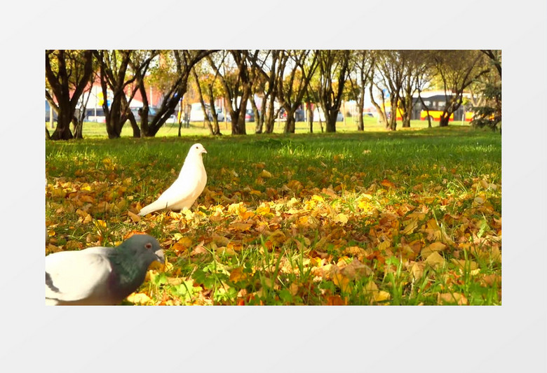一群鸽子在草地上觅食实拍视频素材