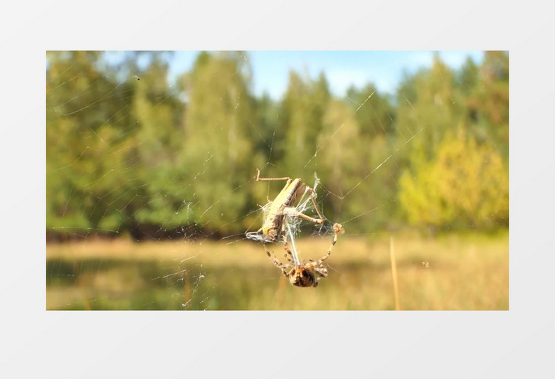 一只蜘蛛在网上捕捉一只蝗虫实拍视频素材