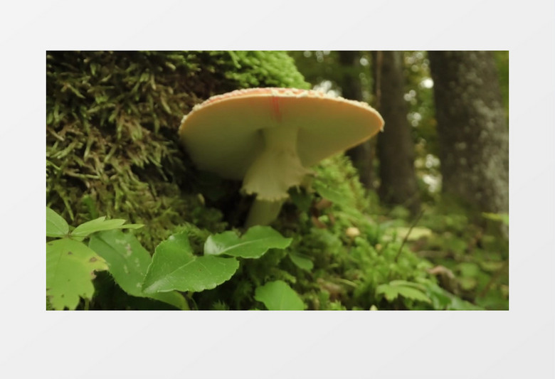 在树根处长出的一朵蘑菇实拍视频素材