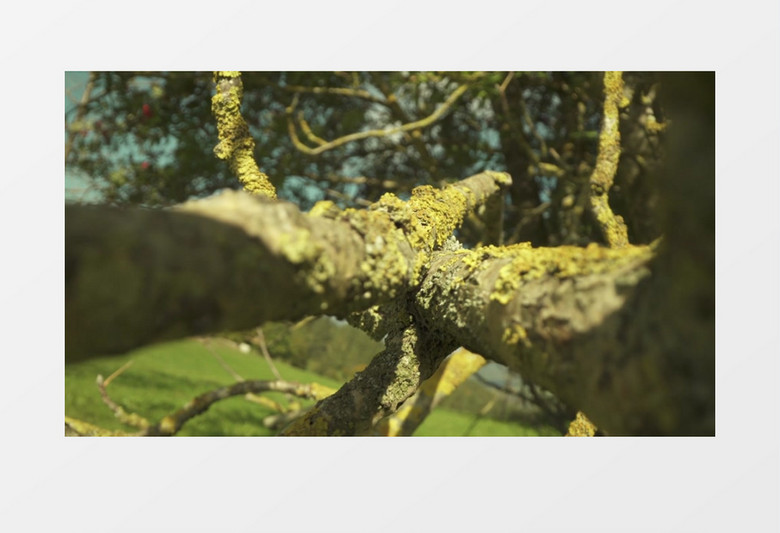 长满了青苔的树干实拍视频素材