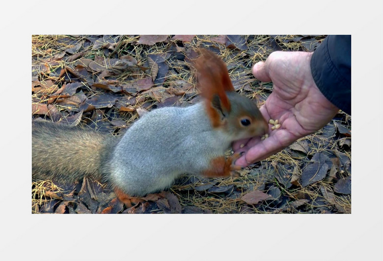 小松鼠在人类手上吃食物实拍视频素材