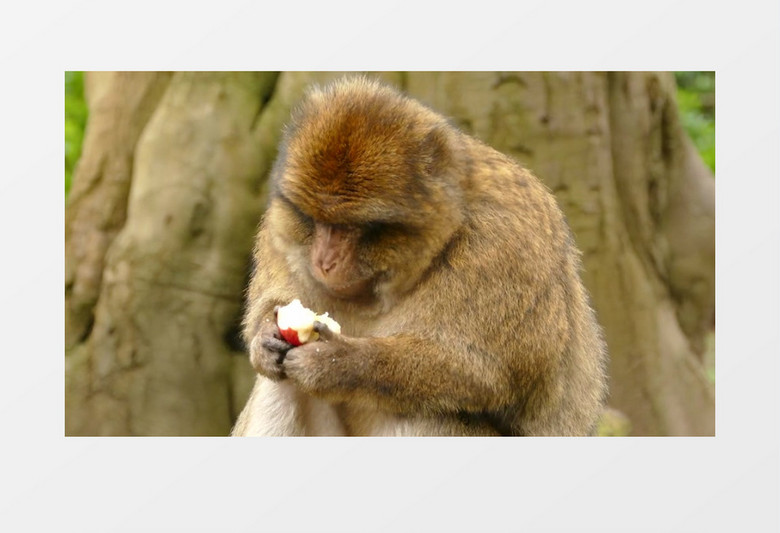猴子坐在地上吃苹果实拍视频素材