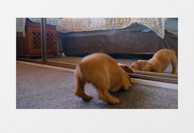 一只狗狗在跟镜子里的自己互动实拍视频素材实拍视频素材