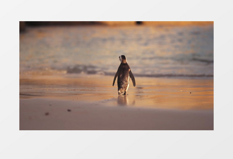 小企鹅缓慢的向海边走去实拍视频素材实拍视频素材
