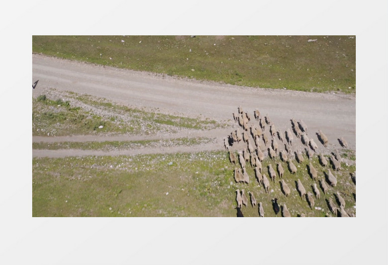 羊群在大地上奔跑实拍视频素材实拍视频素材