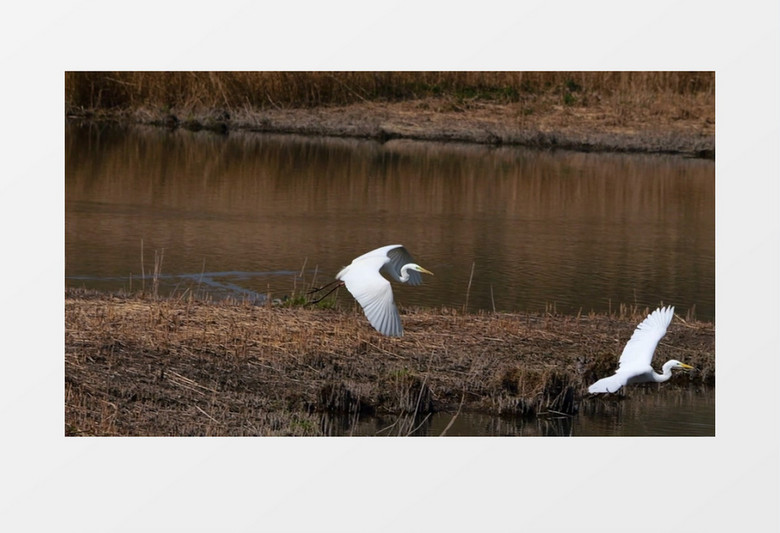 两只白鹭在水池边飞行实拍视频素材