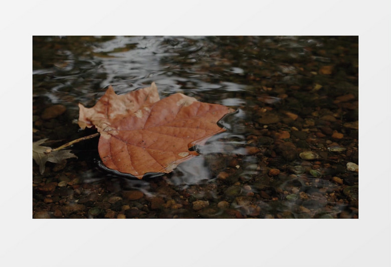 一个枯黄的树叶漂浮在水面上实拍视频素材