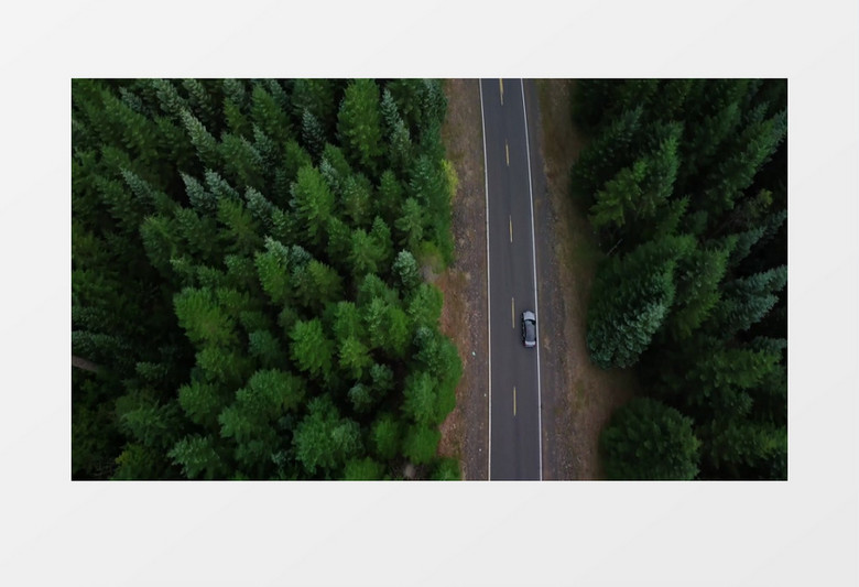 茂密的丛林道路中有一辆疾驰的汽车实拍视频素材