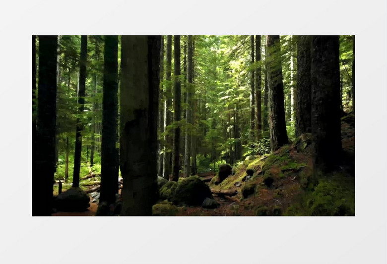 幽深静谧的丛林实拍视频素材