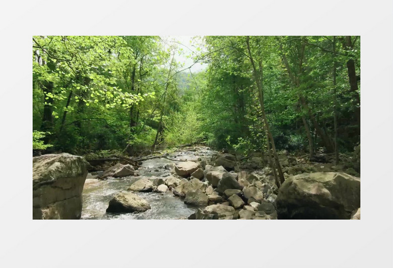 丛林深处的小溪水在不断流淌实拍视频素材
