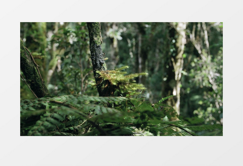 静谧的丛林中缓缓晃动的树叶实拍视频素材