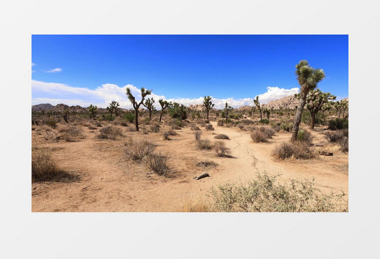 延时拍摄沙漠上的植被实拍视频素材