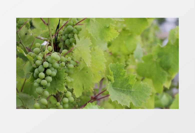 一簇簇的葡萄挂在葡萄架上实拍视频素材