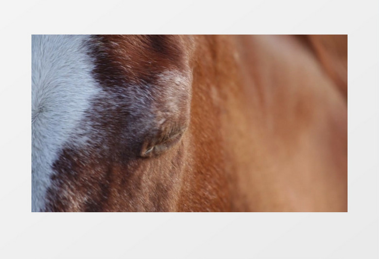 一匹马在不停的抖动尾巴实拍视频素材