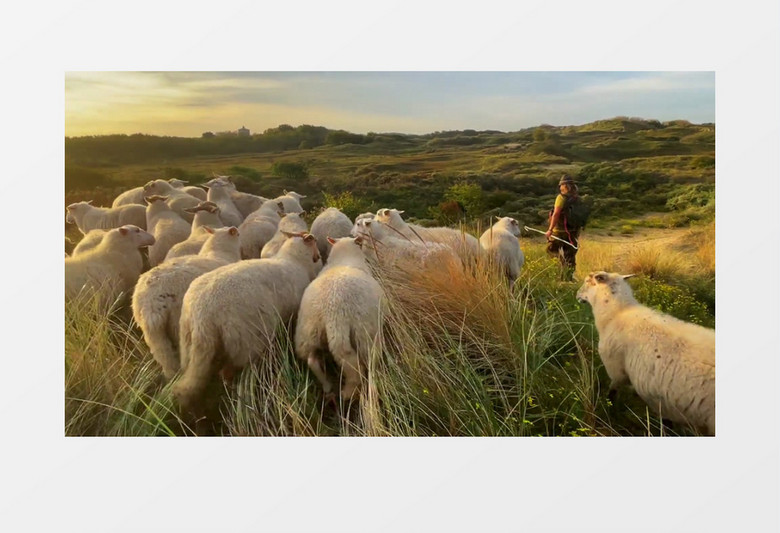男子在山上放牧羊群实拍视频素材
