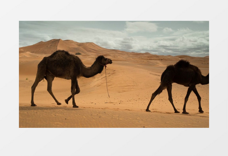 一群骆驼有序通过沙漠实拍视频素材