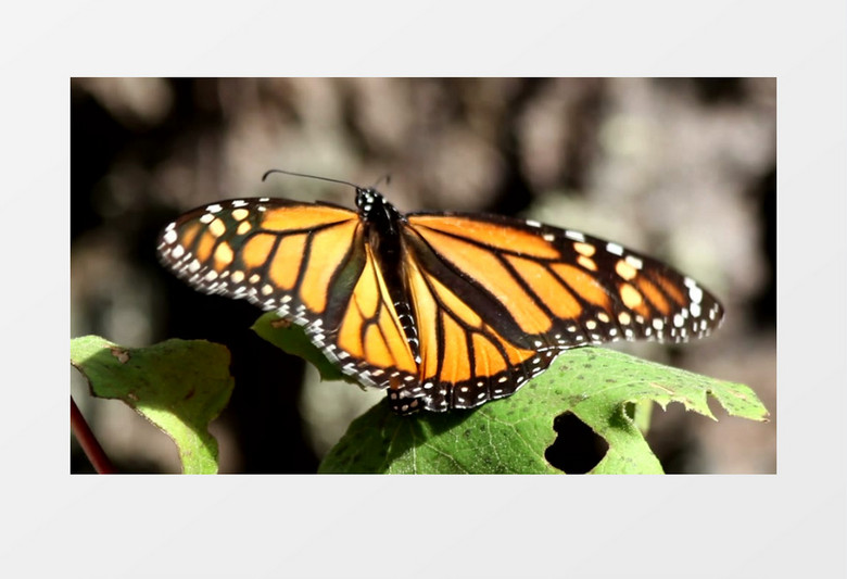 一只蝴蝶在叶子上扑腾翅膀实拍视频素材