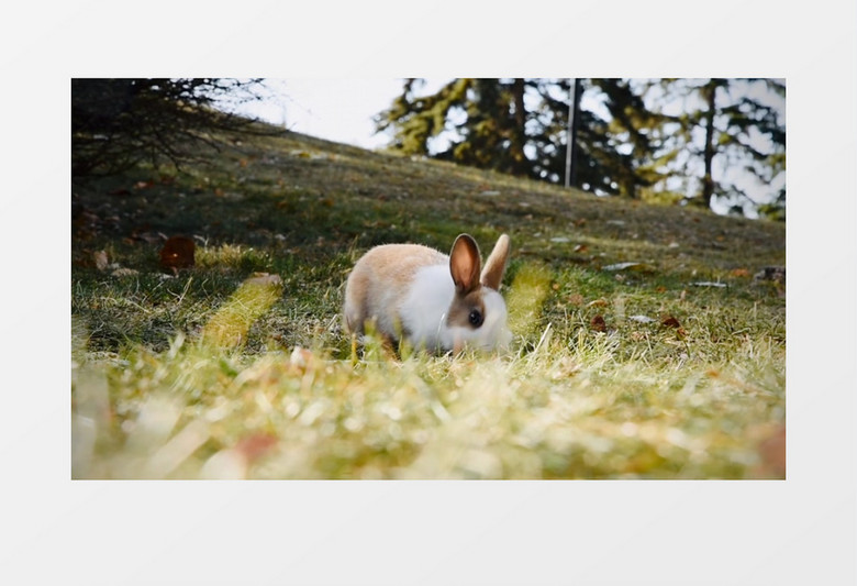 一只小兔子在草地上吃胡萝卜实拍视频素材