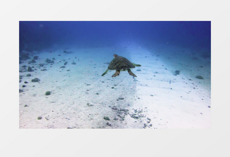 一只大海龟在海水中游走实拍视频素材