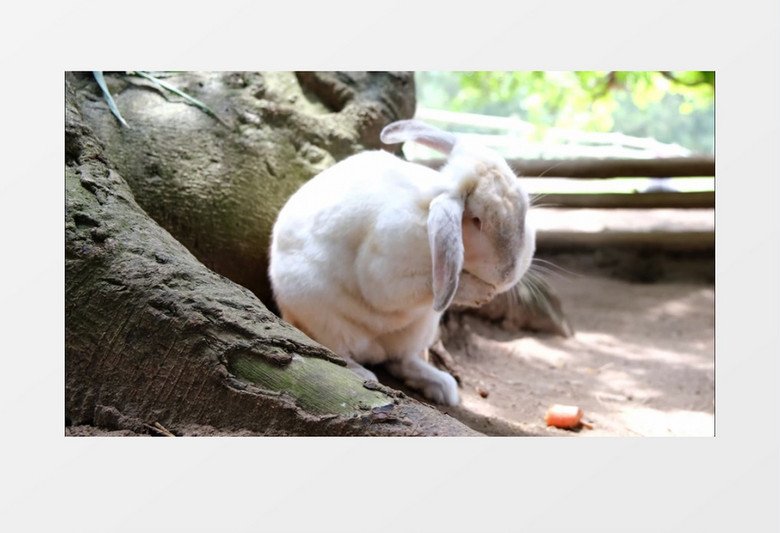 一只兔子在清洗自己的耳朵实拍视频素材